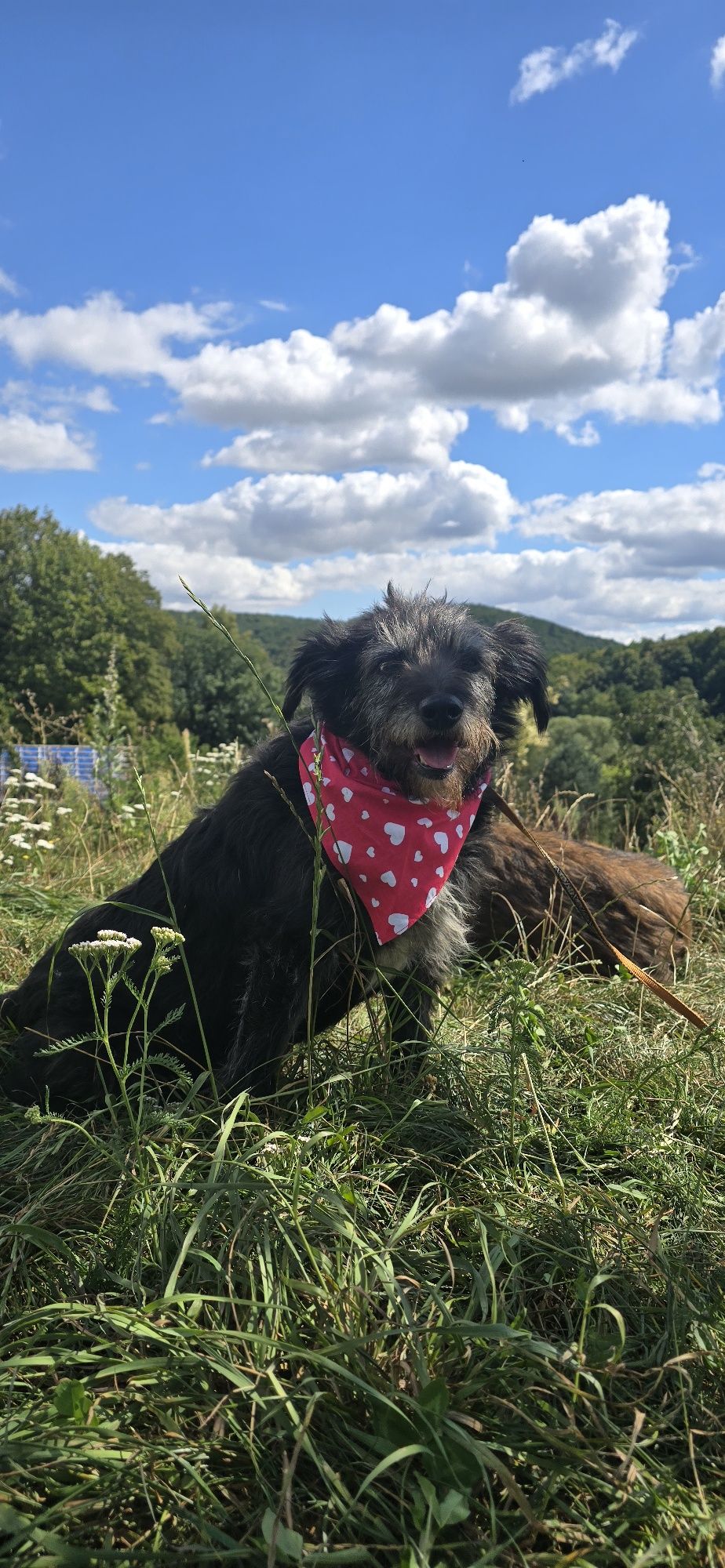 Do adopcji około 5letni samiec