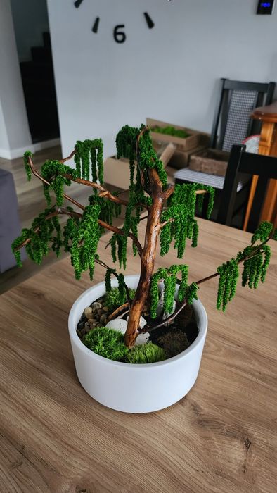 Drzewko bonsai z roślin stabilizowanych