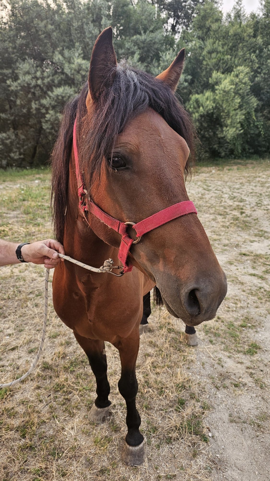 Cavalo garrano para venda ou troca
