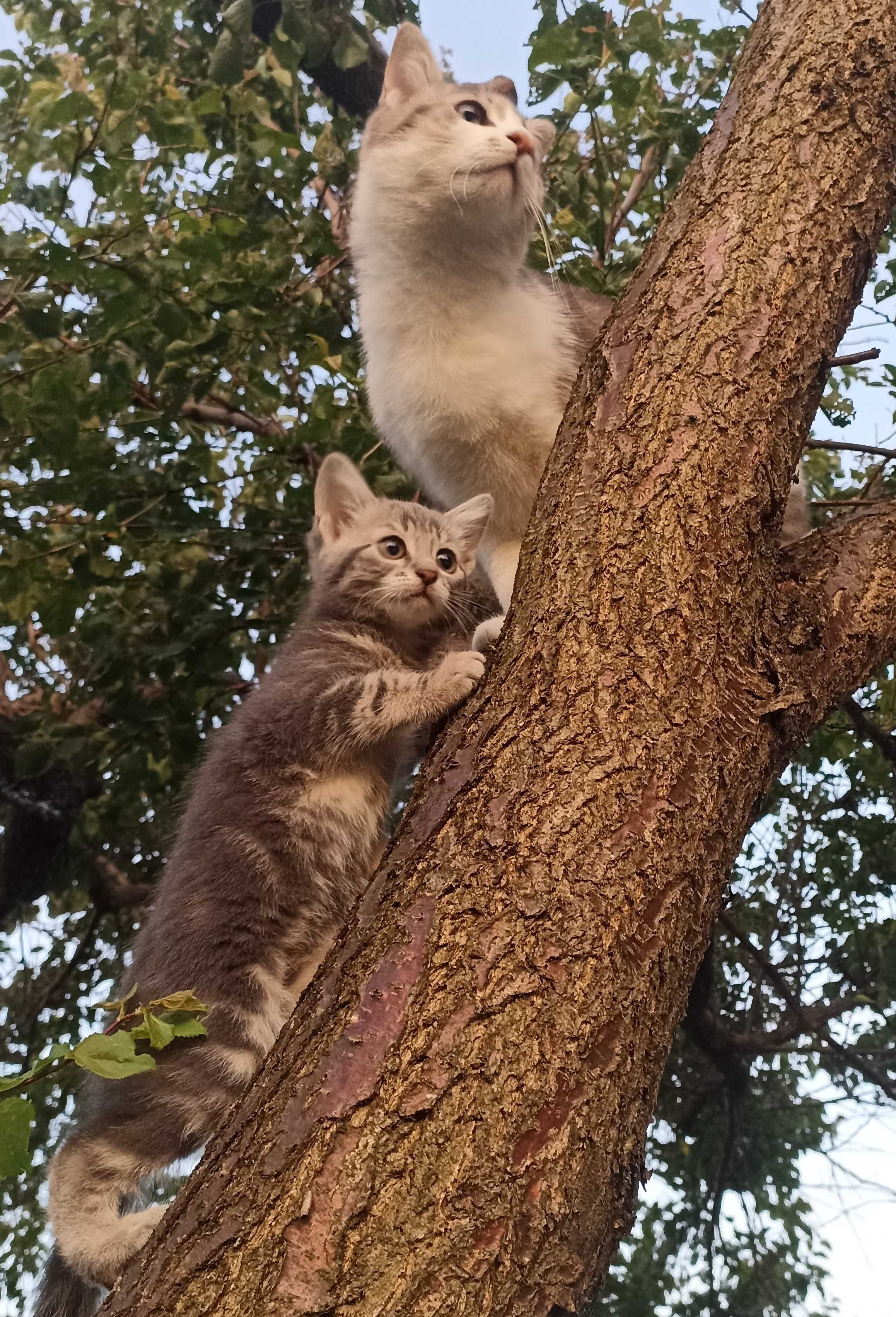 Кошеня шукає люблячу родину !!!