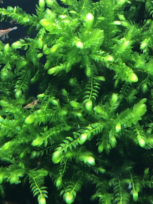 Mech GIANT Willow moss Fontinalis antiperytica var. gigantea