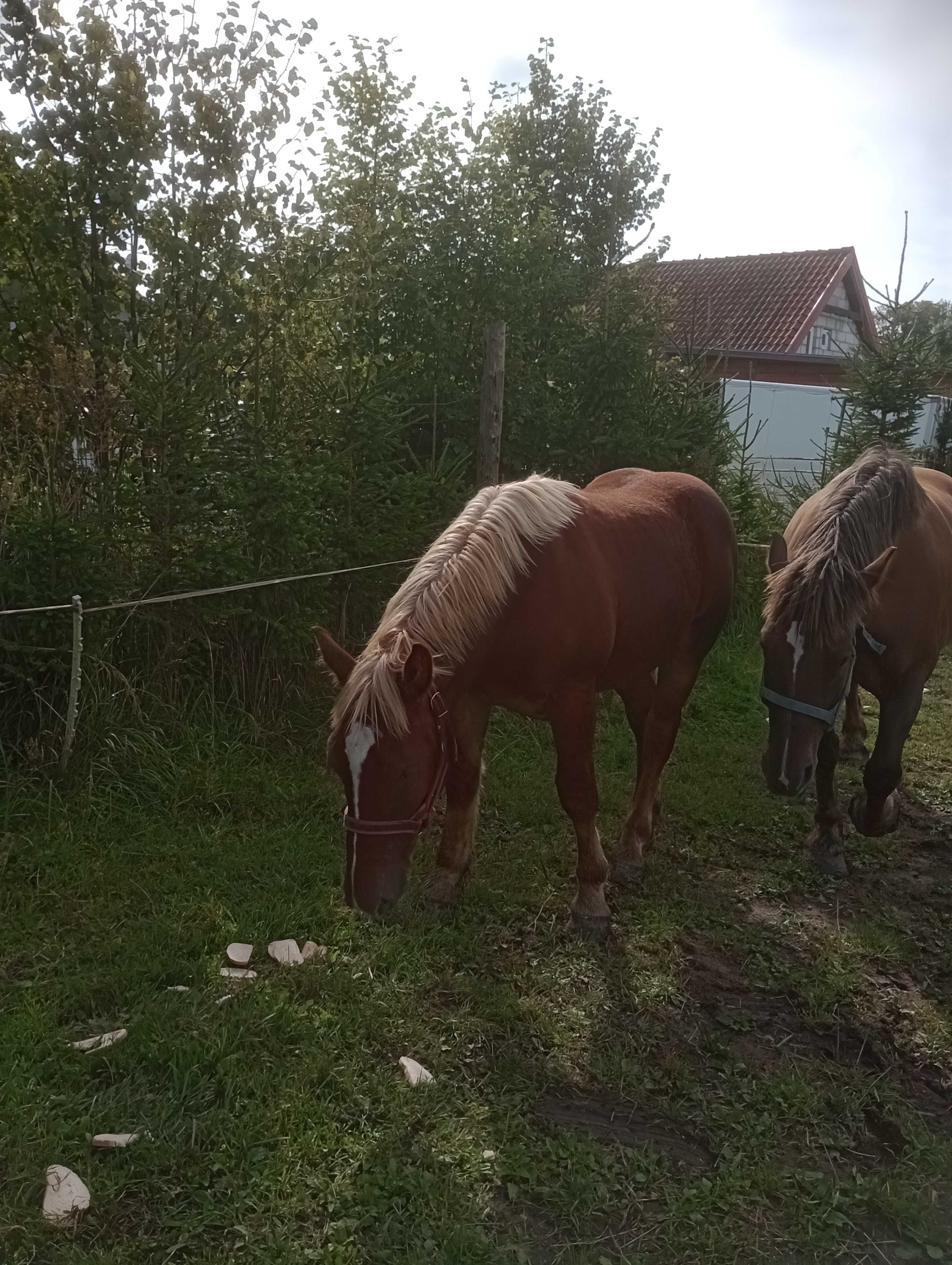 Ogierek PKZ odsadek