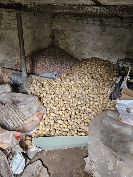 Ziemniaki jadalne Red sonia i bernina