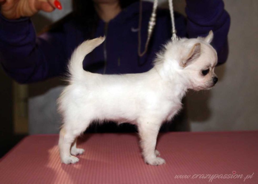 Prześliczna chihuahua długowłosa MY VANILLA LOVE Crazy Passion