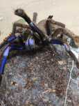 Ptasznik Chilobrachys Natanicharum (sp. Electric blue) samica 5 dc