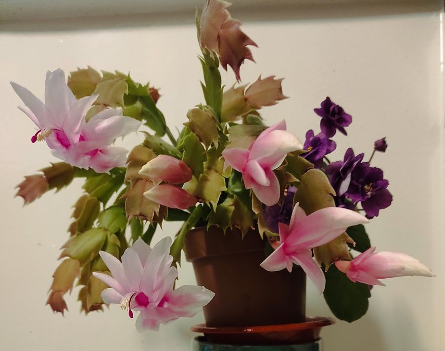 Синполия (фиалка), Шлюмбергера (рождественник)