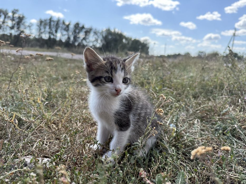 ОТДАЮ Котят 1.5 месяца