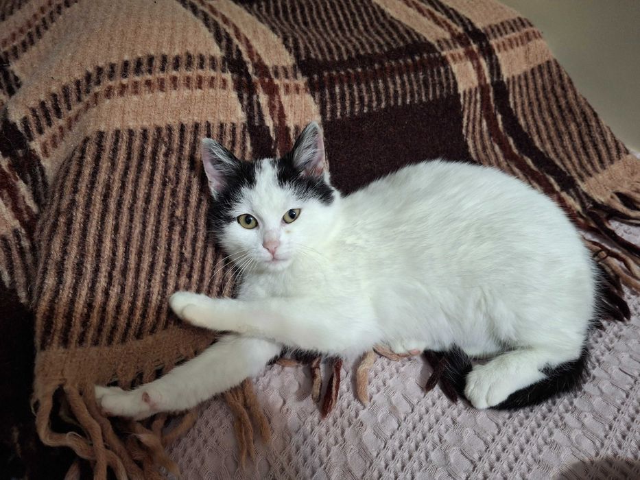 Кошечка, котенок, котик, котята Первомайськ