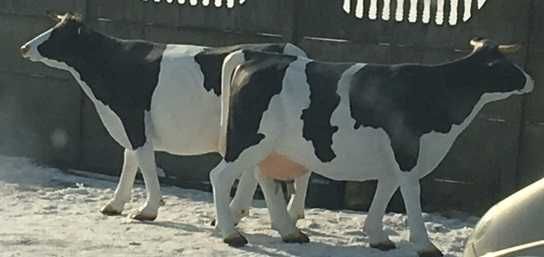 KROWY krowa do dojenia sztuczna krowa dmuchance