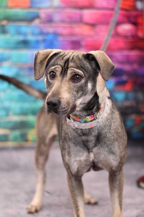 Radosny Wolf szuka aktywnego domku!