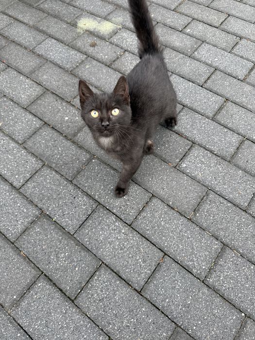 Kotka szuka kochajacego domku