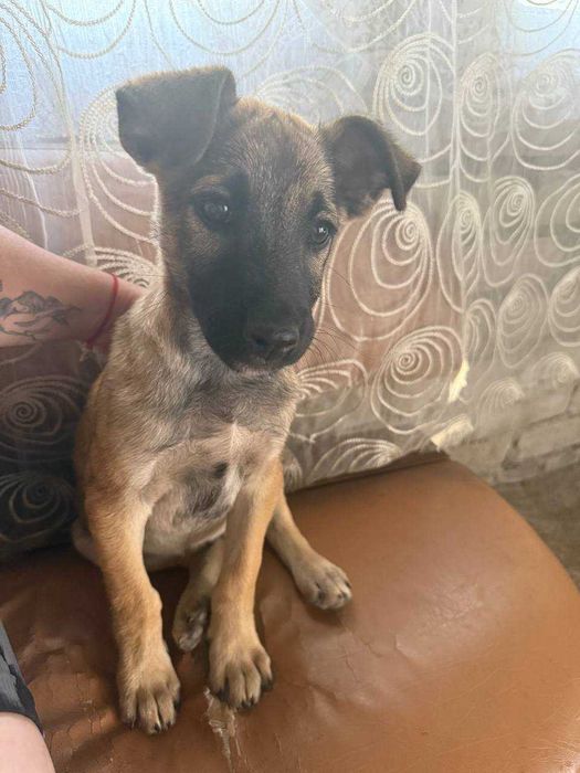 Песик три місяці не великий