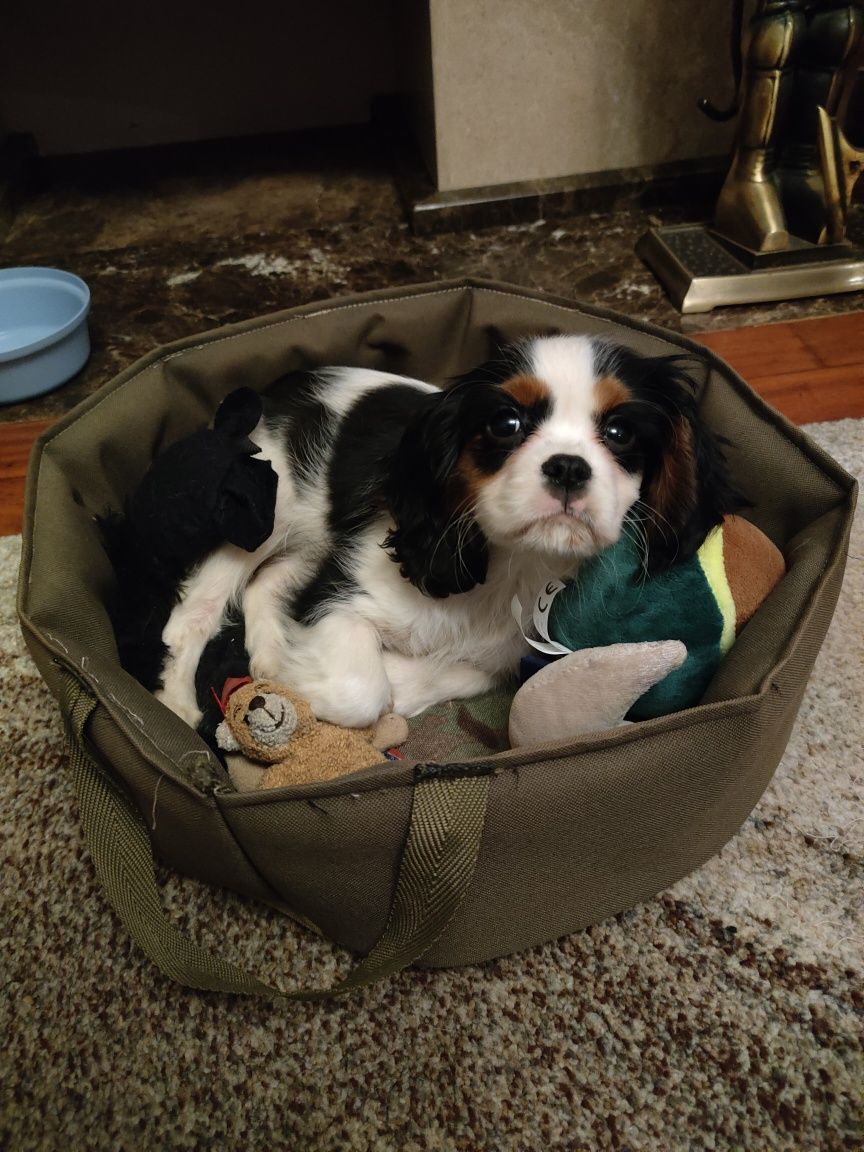 Cavalier King Charles spaniel