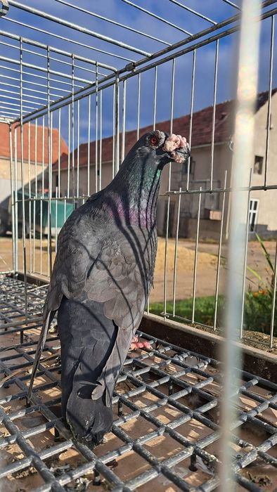 Dragon, dragony, wysyłam, gołębie ozdobne