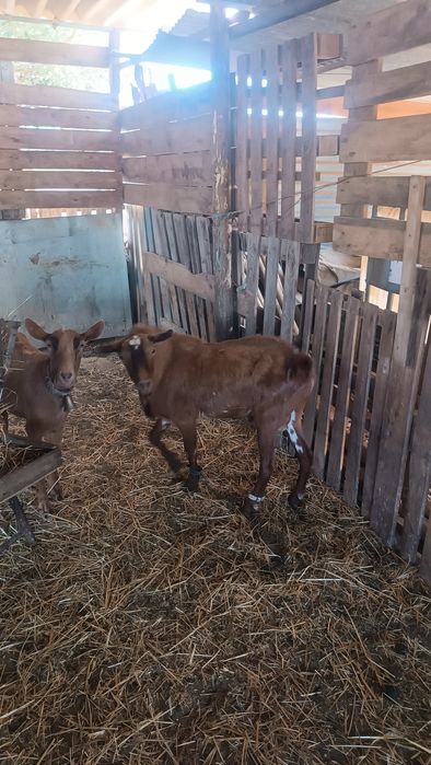 Vendo chibo de raça indeterminada