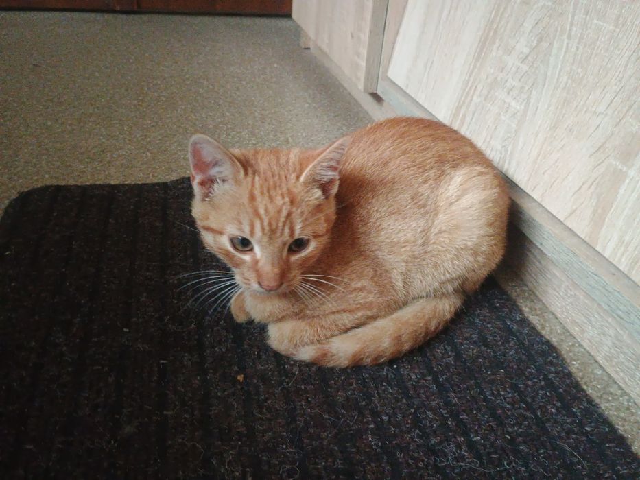 Oddam podrośniete kotki