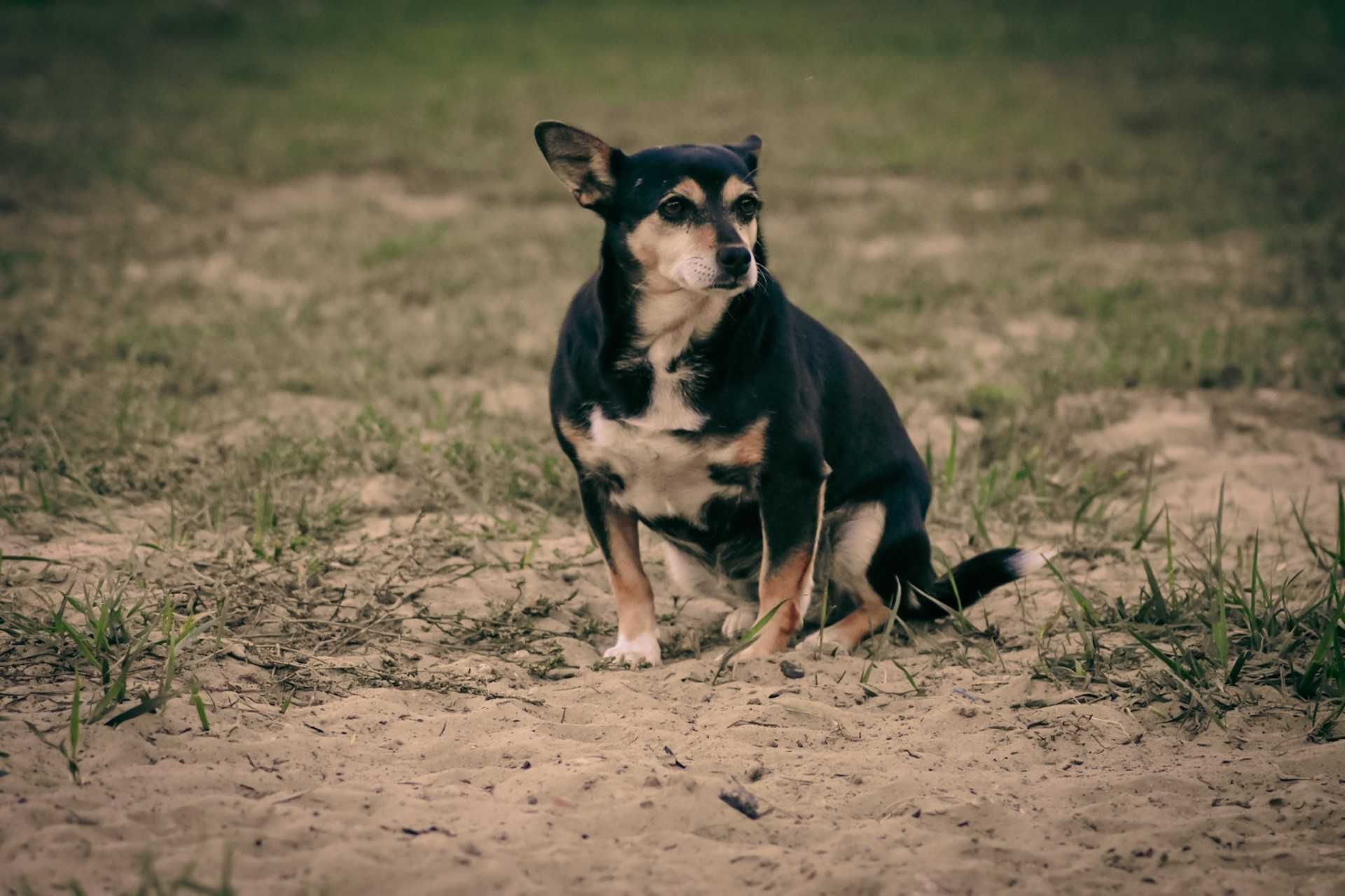 Pejper - potrzebuje cierpliwego człowieka