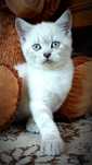 Шотландський прямовухий котик blue point.