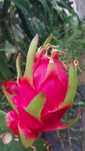 Pitaya - Dragon fruit
