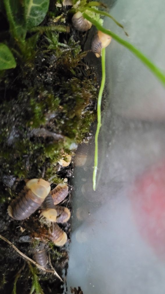 Cubaris Sp. Rubber Ducky gatunek kolekcjonerski. Prosionki