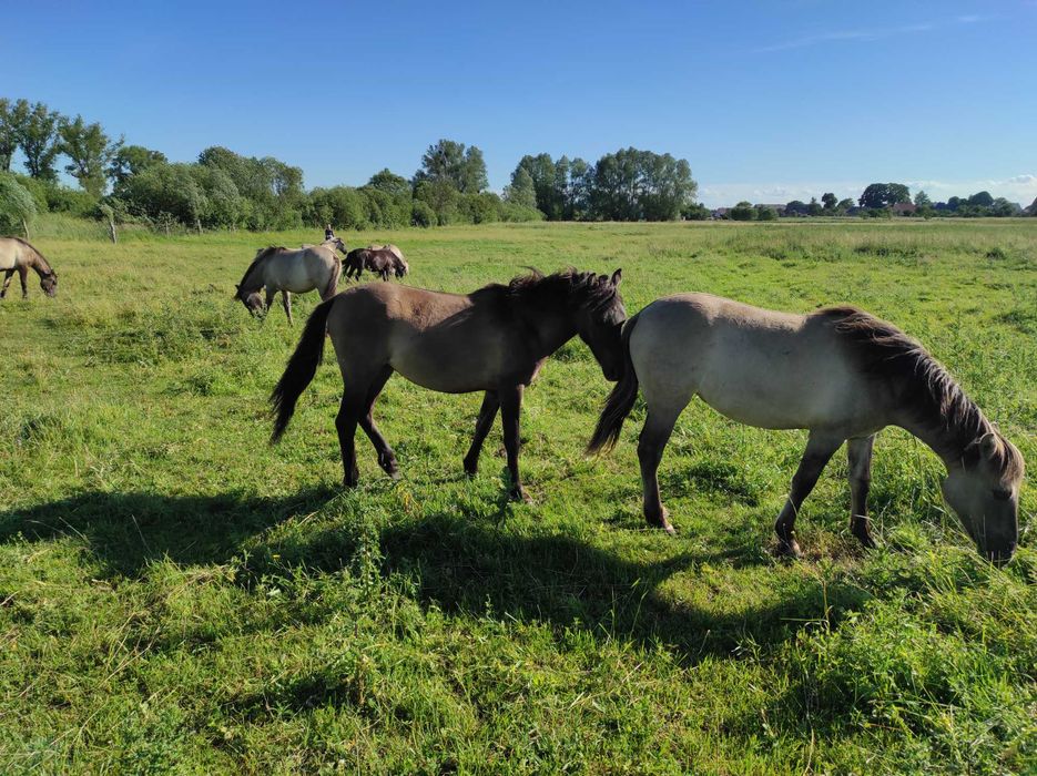 Klaczki konik polski