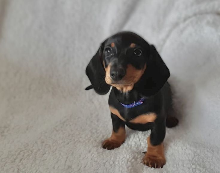 Продається цуценя такси — дівчинка 2 місяці