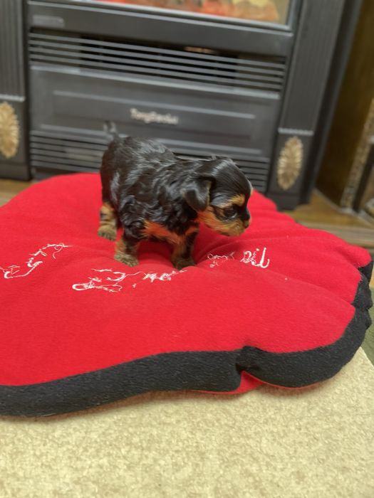 Готується до продажу дівчинка йоркширського терʼєру