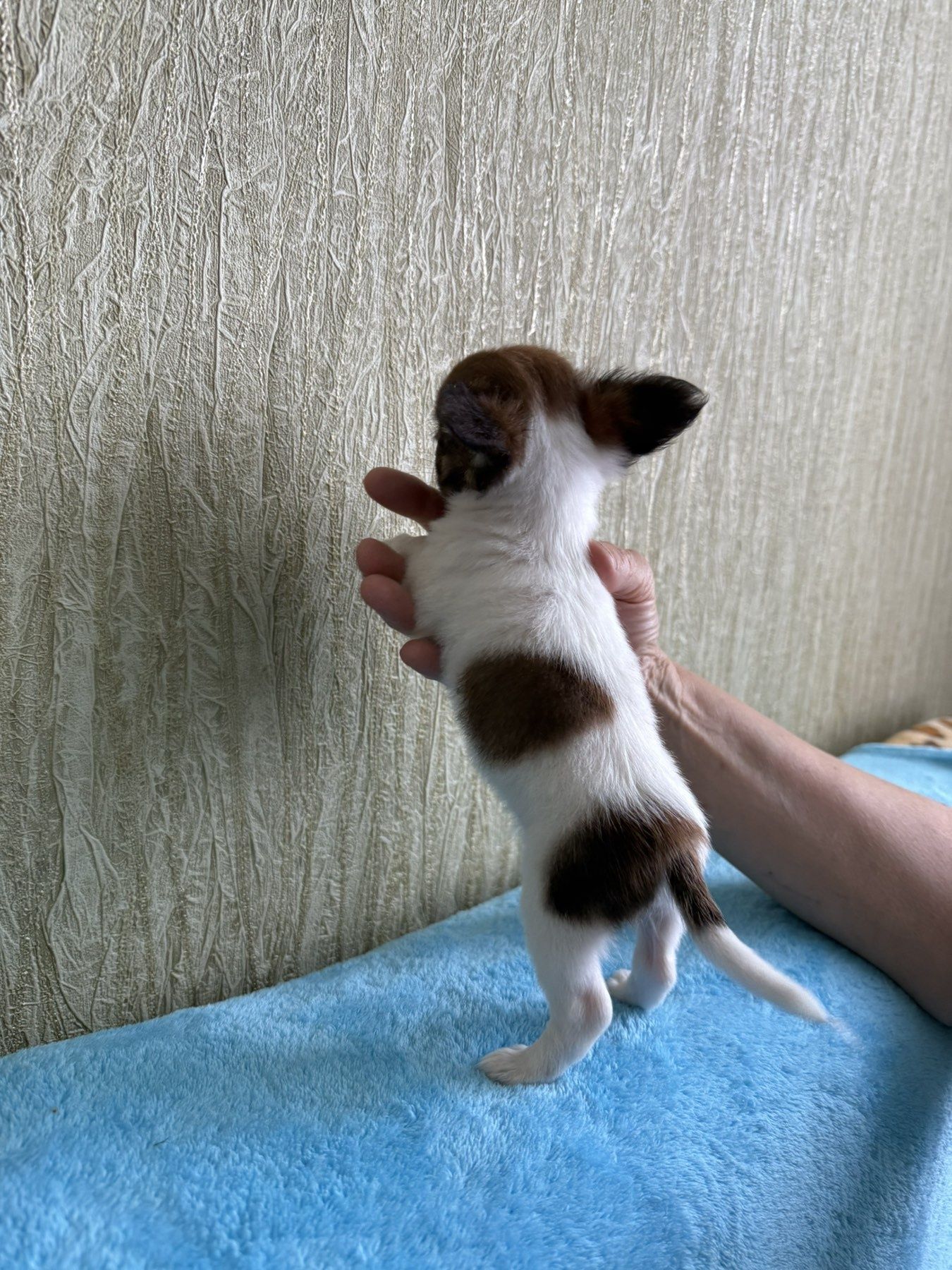 Супер міні чихуахуа