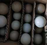 Ovos galados de faisão de coleira