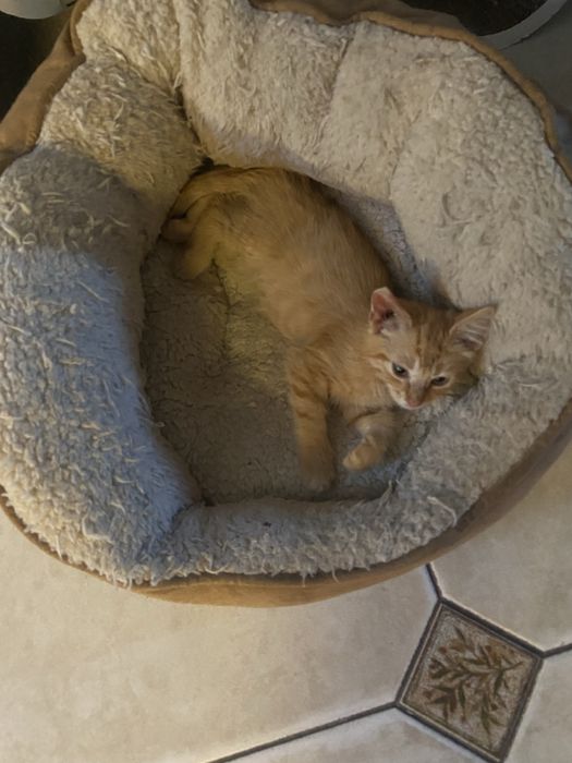 Рудий котик в добрі руки