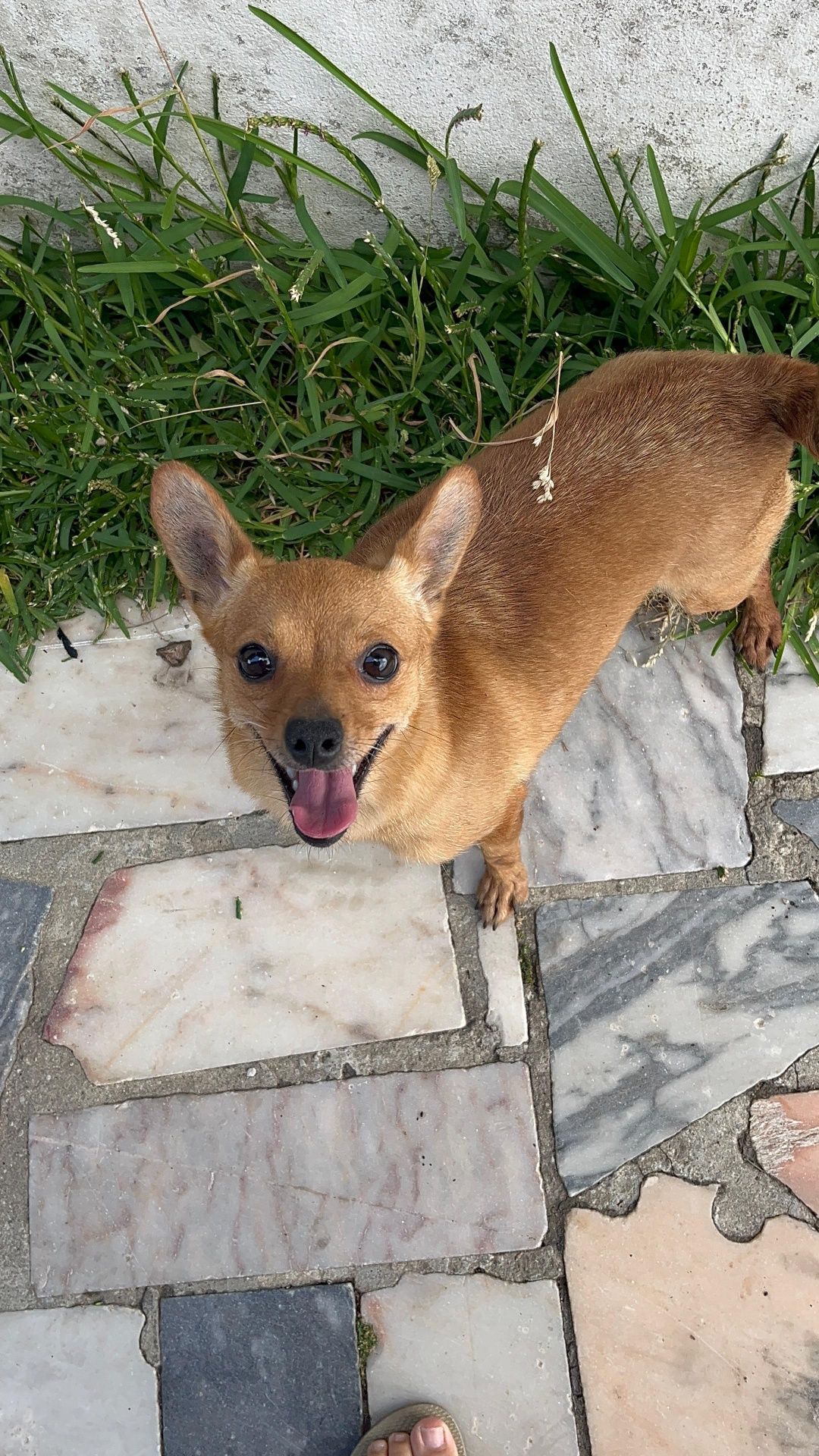Animas Para adopção