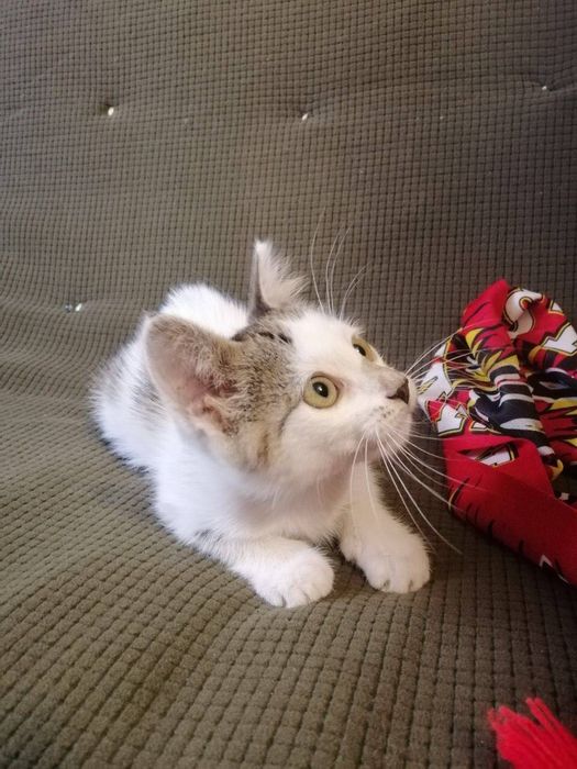 Котята отдам котики котенок мальчик