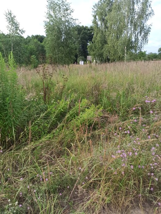 Земельна ділянка