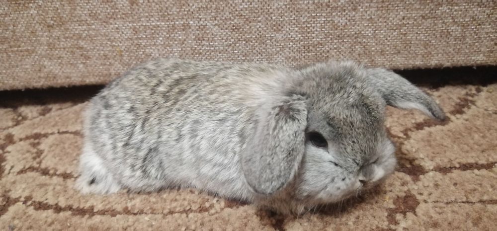 Декоративні висловухі (міні) баранчики