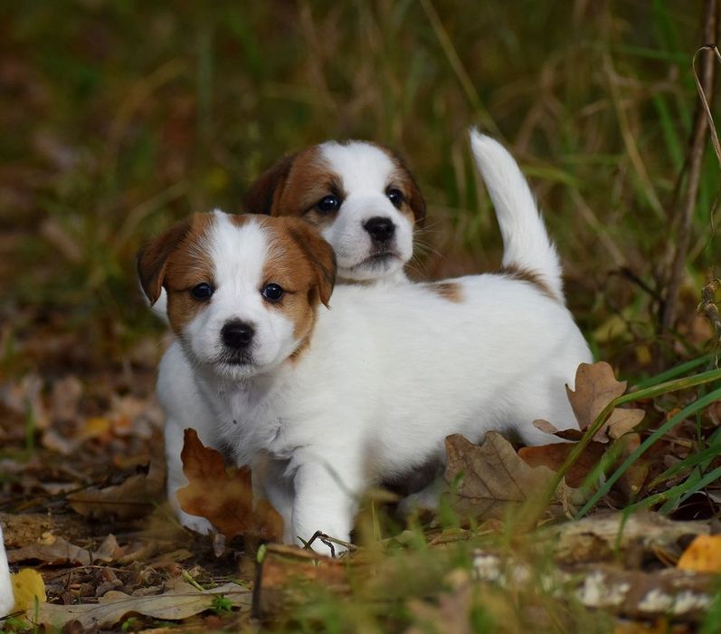 Jack Russell Terrier FCI ZKwP