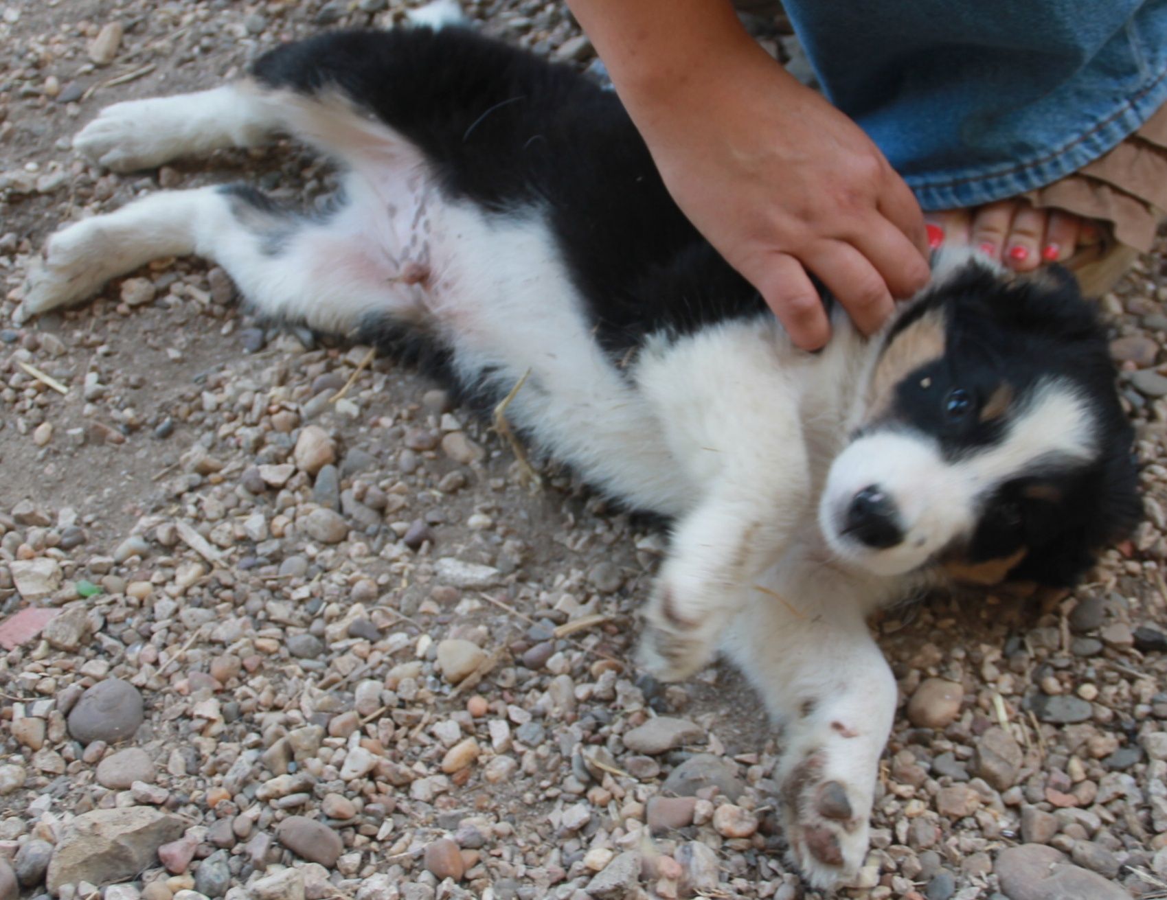 Border Collie (Clássico tricolor)