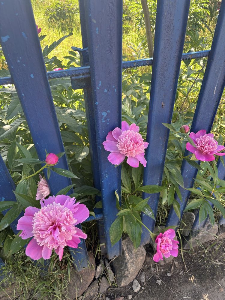 Великий кущ рожевих півоній