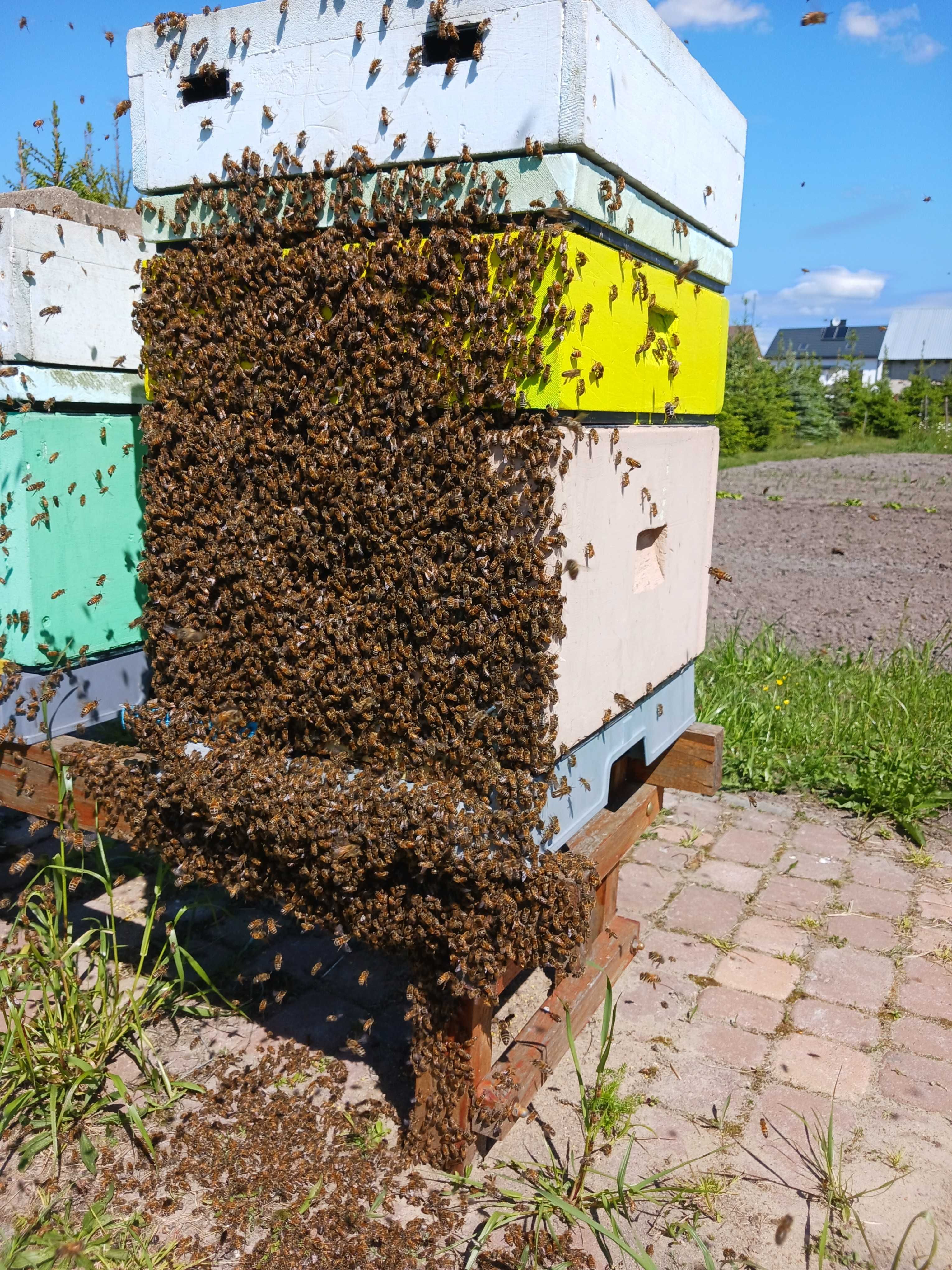 pszczoły rodziny przezimowane