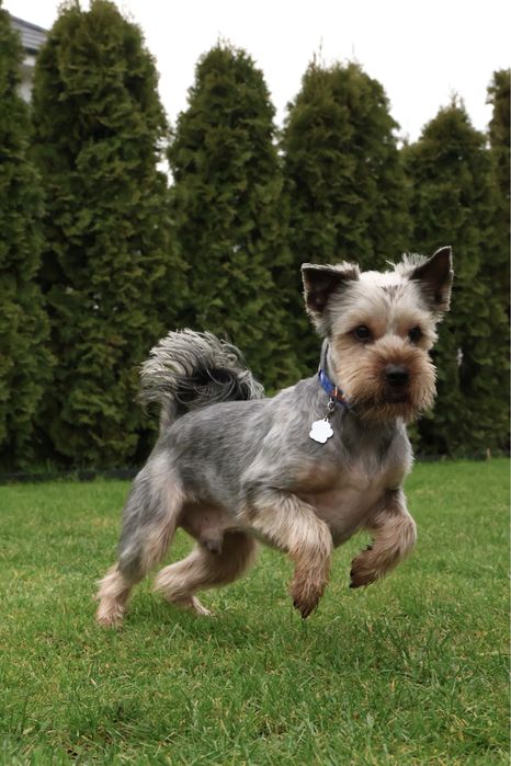 York yorkshire terrier terier pinczer szpic west szkocki border