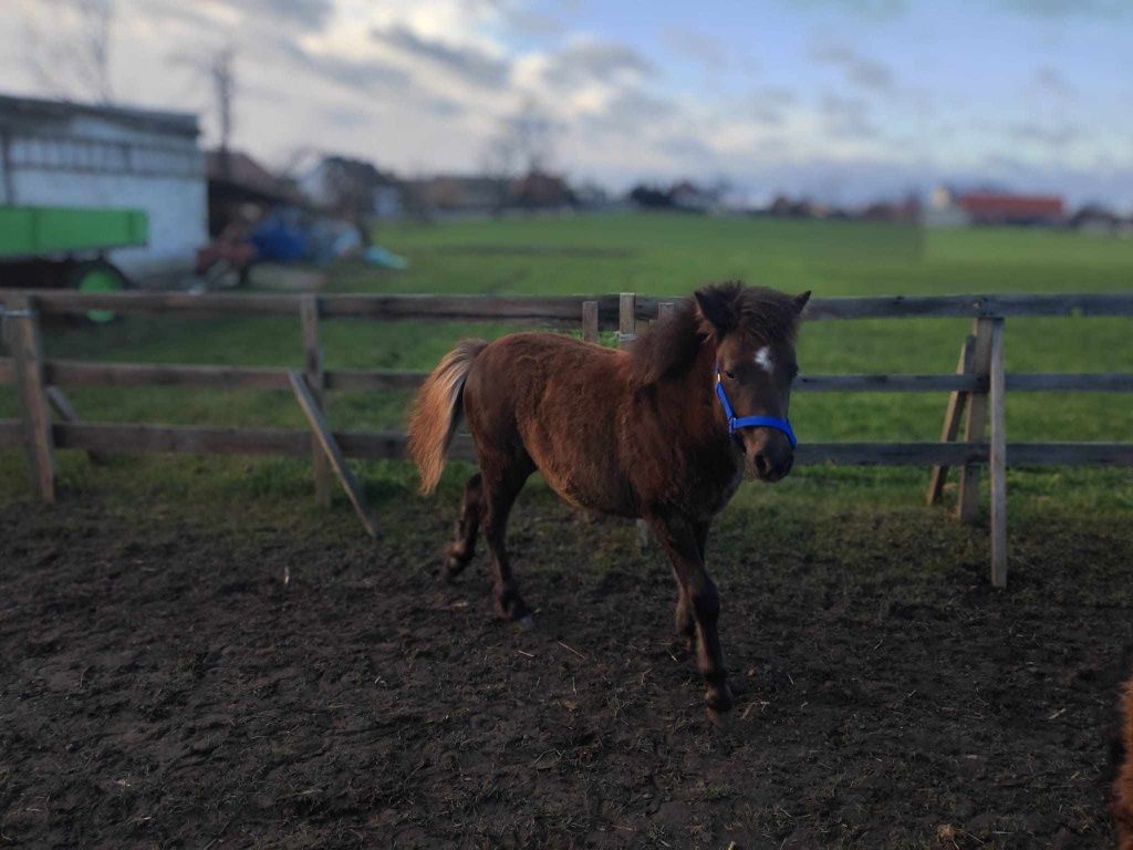 Kucyk maści gniady