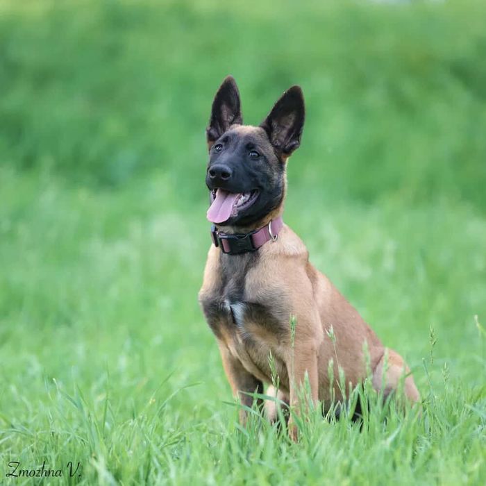 Возьму на передержку