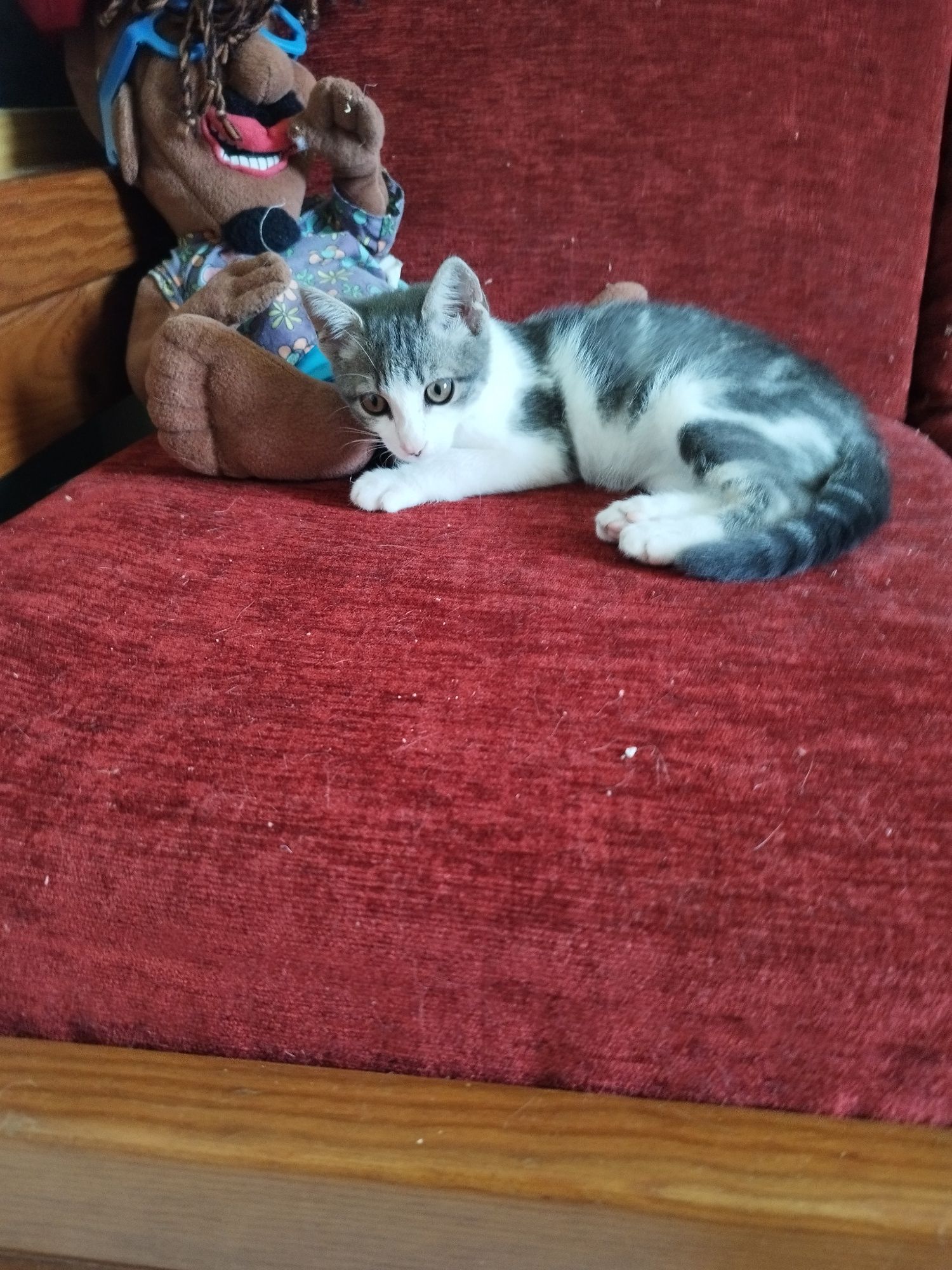Gatinho bebê para adoção responsável.