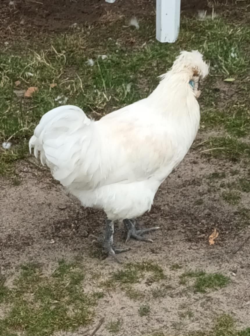 Silki koguty kolorowe