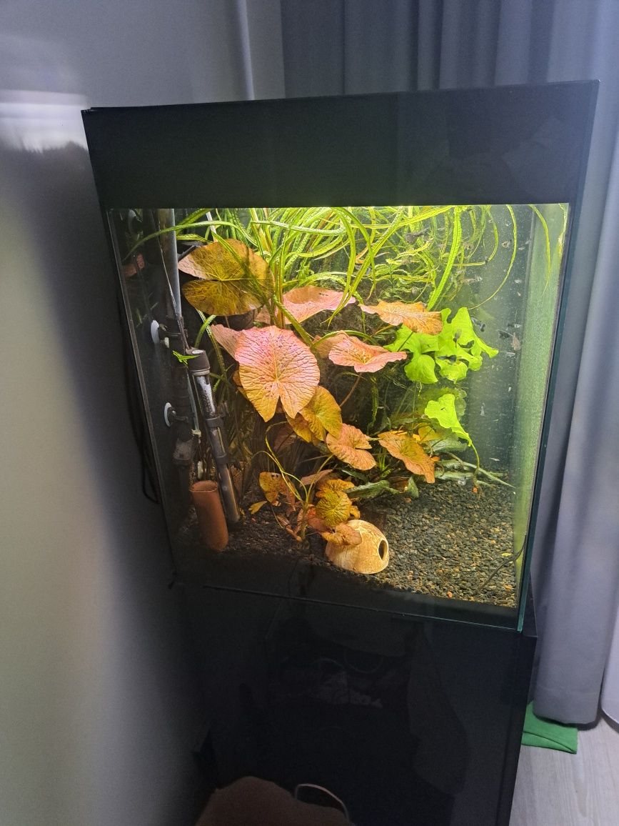 Aquael glossy cube zestaw z szafką