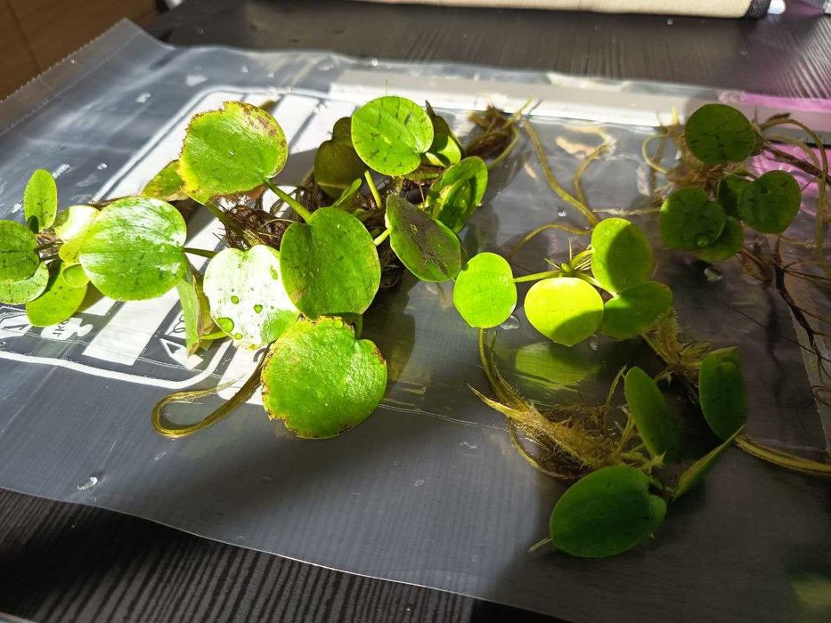 Vendo ou Troco; Amazon Frogbit (Limnobium laevigatum)