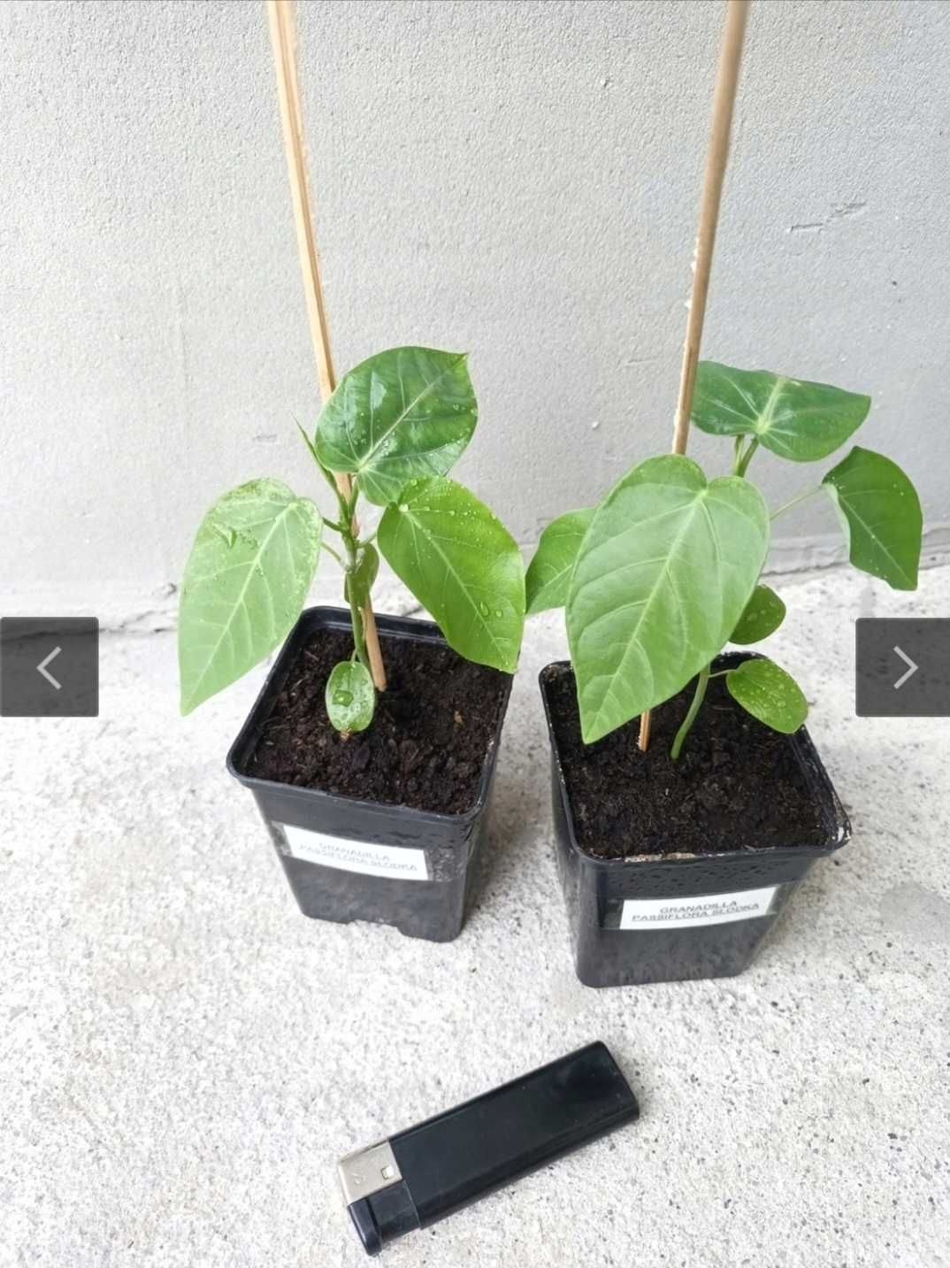 GRANADILLA Passiflora słodka +GRATISY