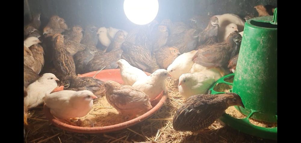 Vendo codornizes da China