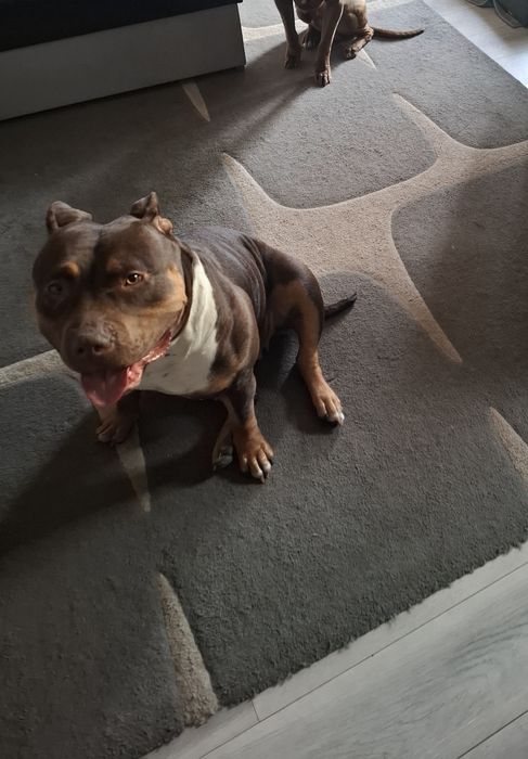 American bully XL suka
