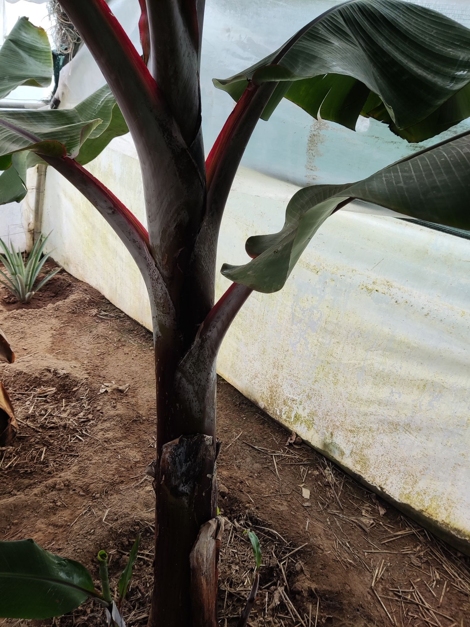 Planta bananeira Vermelha