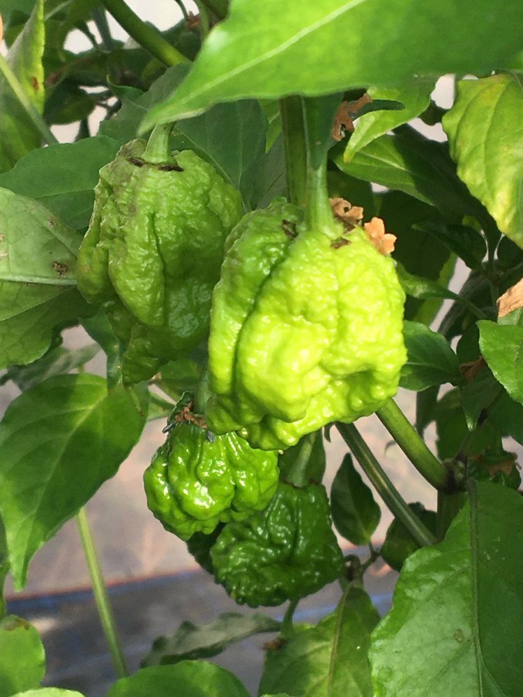 Carolina Reaper fresca